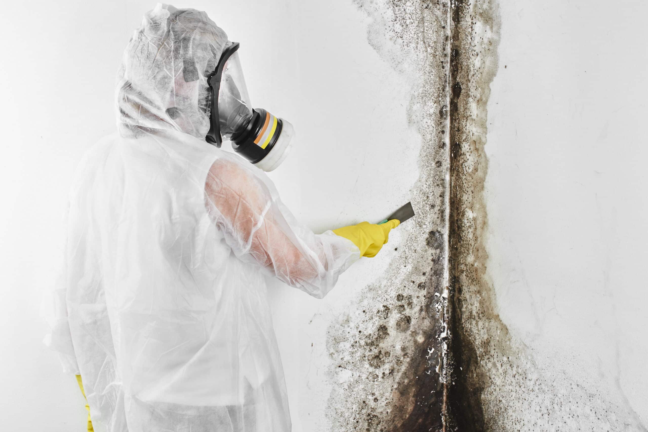 Mold Removal in Salt Lake City