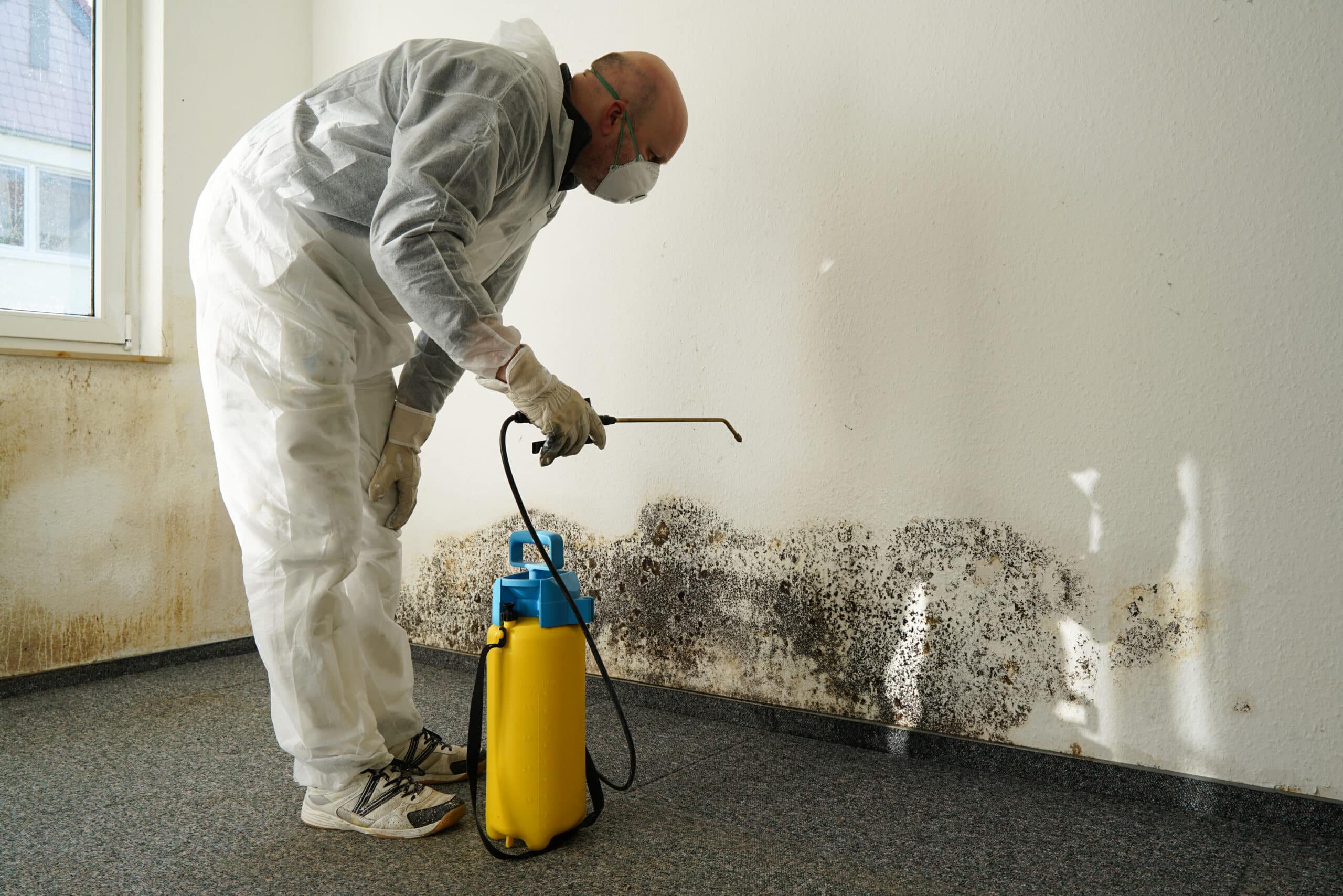 Mold Removal Mold Remediation Cottonwood Heights